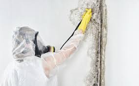 Why You Should Choose Our Mold Remediation Services in Rancho Tehama Reserve, CA